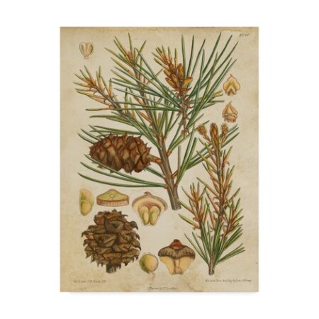 Trademark Fine Art Vision Studio 'Vintage Conifers Ii' Canvas Art, 24x32 WAG03946-C2432GG